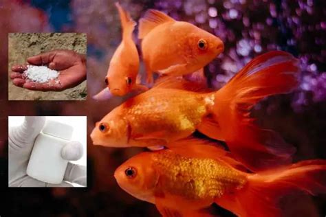 Fish Medications: History, Benefits & Li.